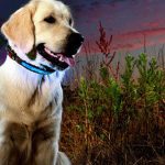 3-glow-in-the-dark-collar