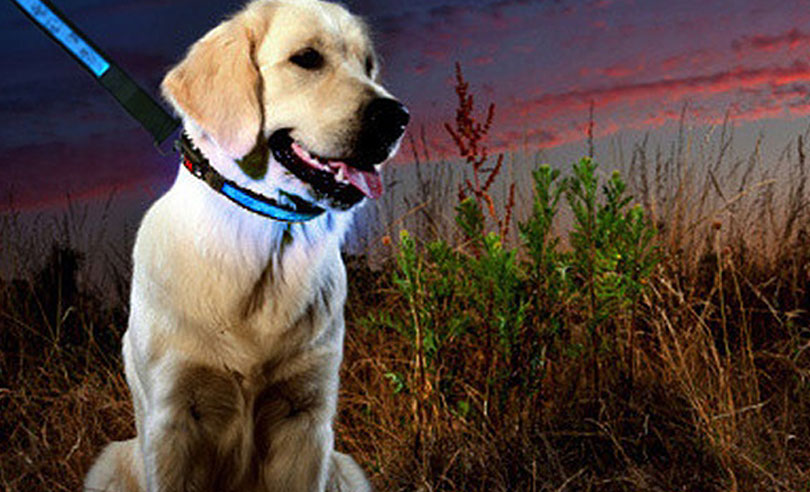 Hi-Tech LED Dog Collar