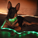 reflective-martingale-collar